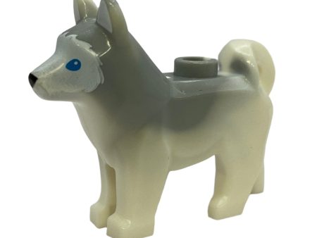 Dog, Husky with Marbled Light Bluish Gray Ears and Back Online now